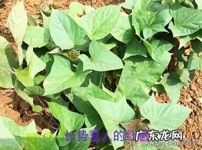 农村用来喂猪的红薯叶，怎样做好吃？