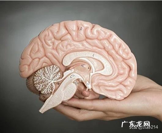 人大脑记忆的极限有多大,人脑能记住多少东西?