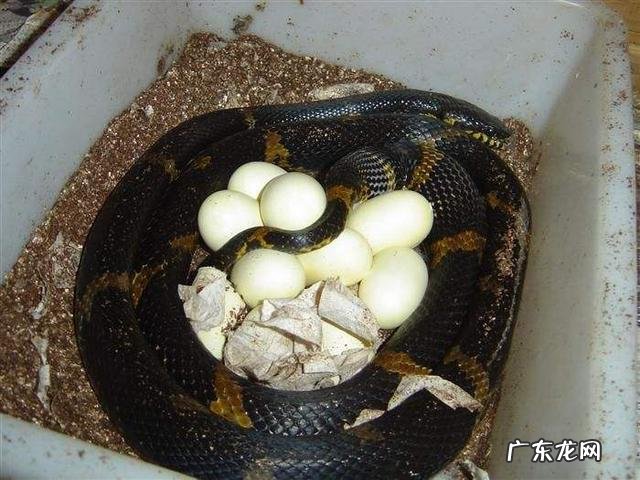 胎生蛇与卵生蛇有什么区别