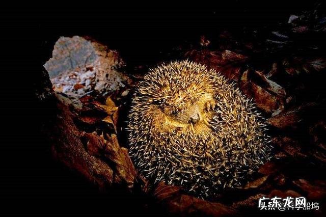 如果人类会冬眠,世界会是怎么样的