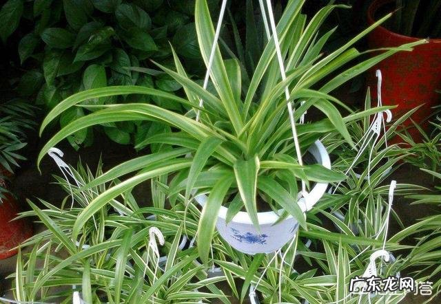 什么植物是对人体有好处的?