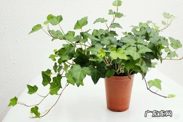 什么植物是对人体有好处的?