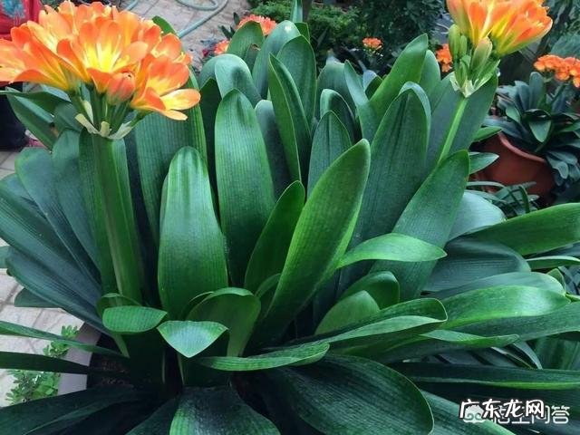 什么植物是对人体有好处的?