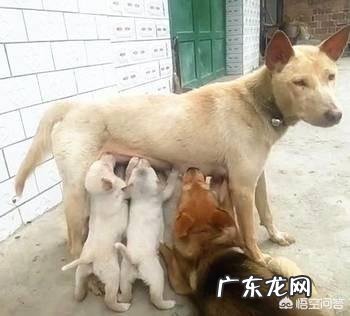 为什么众多哺乳动物中,只有人类的婴儿到了三五岁才懂事