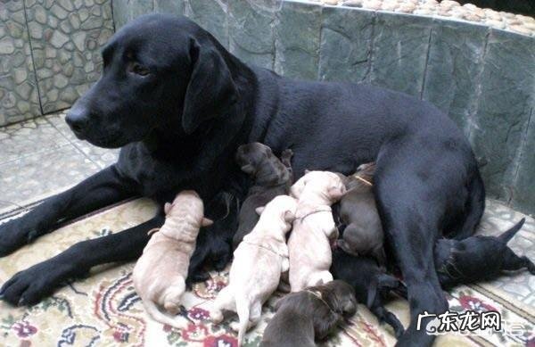 为什么众多哺乳动物中,只有人类的婴儿到了三五岁才懂事