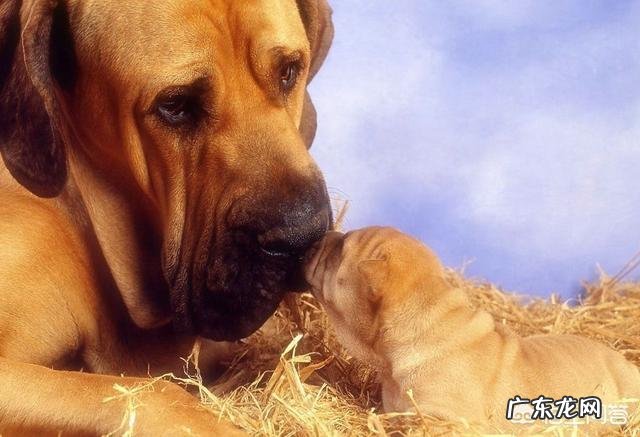 为什么众多哺乳动物中,只有人类的婴儿到了三五岁才懂事