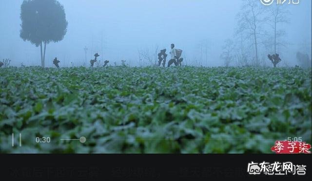 网上关于李子柒的信息都是真实的吗?