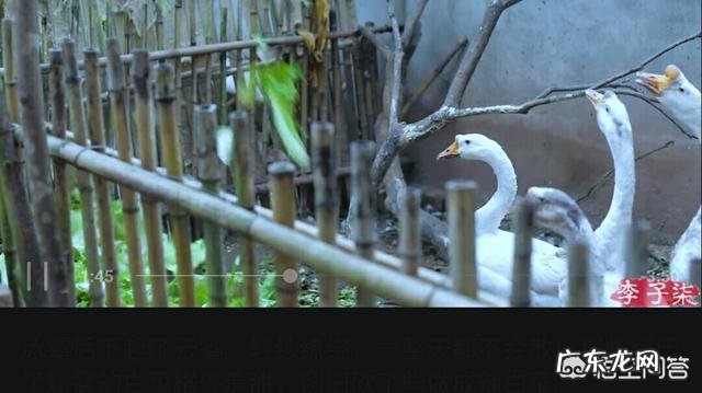 网上关于李子柒的信息都是真实的吗?