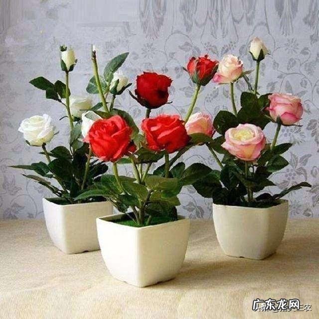 想养一只猫,但是听人说养久了会有一股味道,这是不是真的