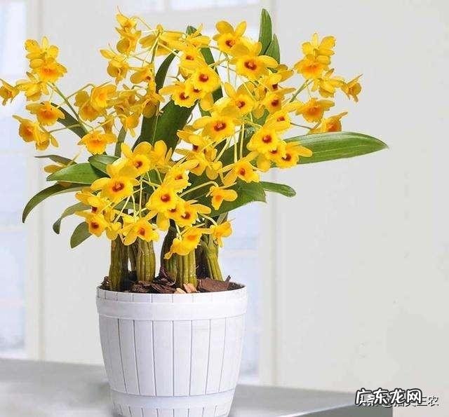 想养一只猫,但是听人说养久了会有一股味道,这是不是真的