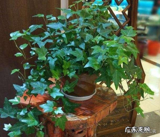 想养一只猫,但是听人说养久了会有一股味道,这是不是真的