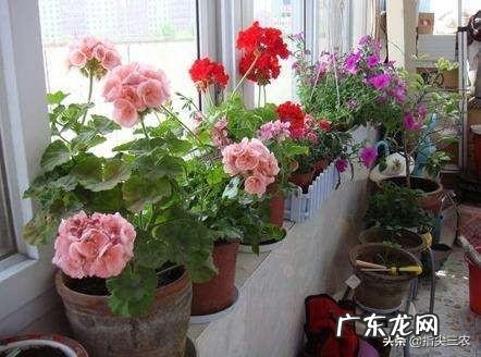 想养一只猫,但是听人说养久了会有一股味道,这是不是真的