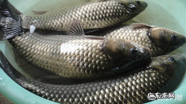 手工红薯粉怎样做出来才不会断?