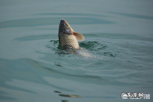 手工红薯粉怎样做出来才不会断?
