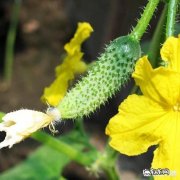 有些人说种植黄瓜要浇醋，有什么好处？什么时候浇醋好呢？