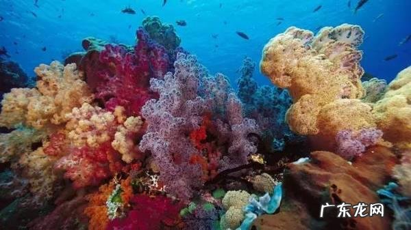 都说椰子油护肤好，好在哪里？