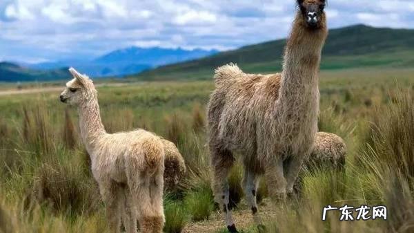 都说椰子油护肤好，好在哪里？