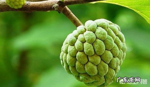 冬季吃什么水果好？什么国内应季水果营养价值高些？