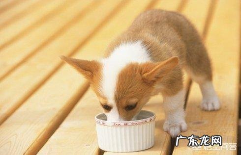 小狗出生后什么时候睁开眼睛?什么时候会走?什么时候会跑?