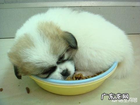 小狗出生后什么时候睁开眼睛?什么时候会走?什么时候会跑?