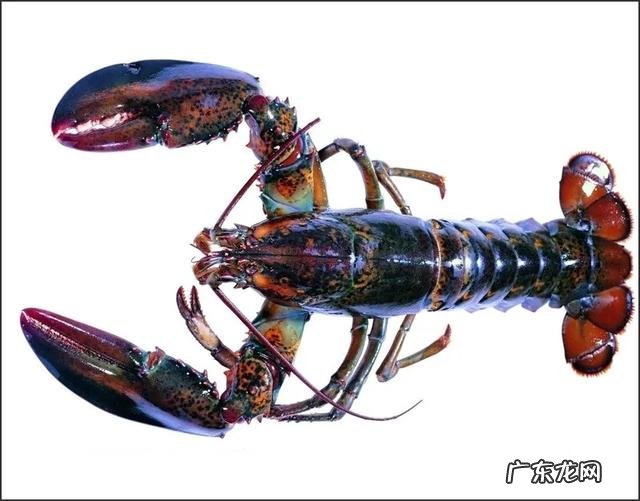 减肥是为了更好的吃,做为一枚吃货,你们为了美食都做过什么呢?