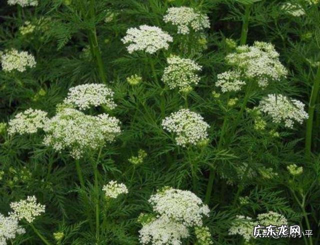 在乡下,百草为药,农村常见的中草药,你认识有几种?