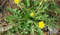 在乡下，百草为药，农村常见的中草药，你认识有几种？