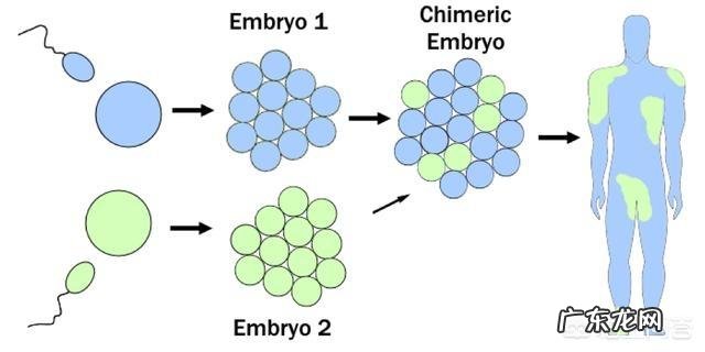 如何看待世界首例猪和猴杂交成功?未来真的可以突破基因吗?