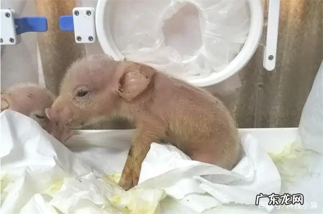 如何看待世界首例猪和猴杂交成功?未来真的可以突破基因吗?