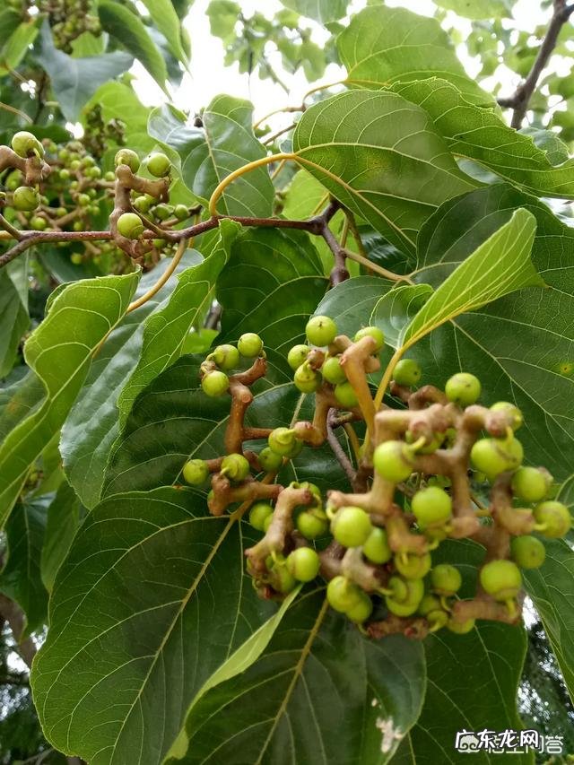 农村山上有一种叫拐枣的野果,你吃过吗?这种野果有哪些功效? 农村山上最好吃的野果