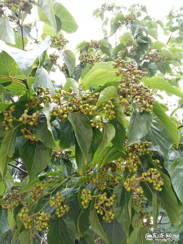 农村山上有一种叫拐枣的野果,你吃过吗?这种野果有哪些功效? 农村山上最好吃的野果