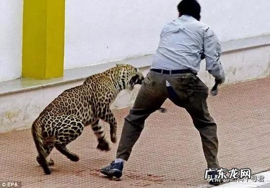 普通成年男子赤手空拳能干的过花豹吗