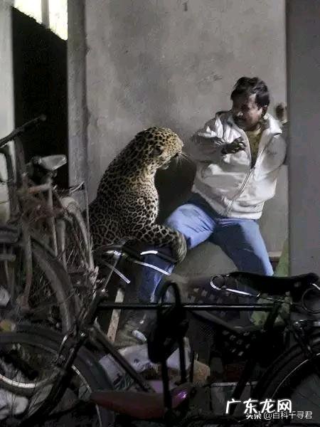 普通成年男子赤手空拳能干的过花豹吗