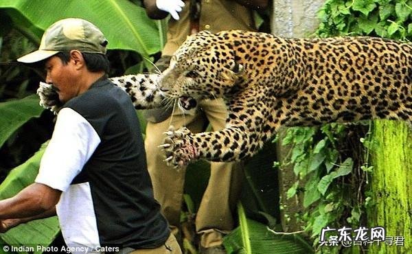普通成年男子赤手空拳能干的过花豹吗