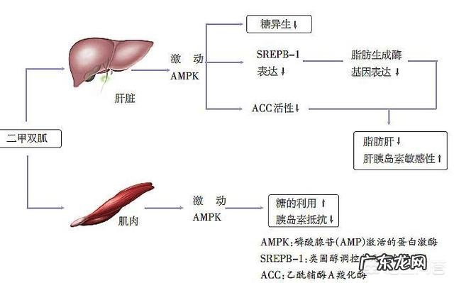 胰岛素的“弊端”是什么？