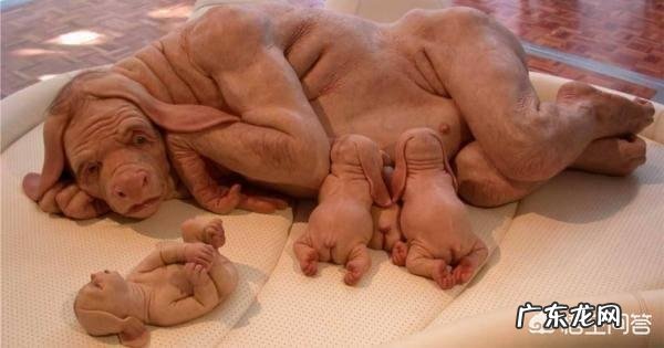 现在的技术能不能造出人兽嵌合体?