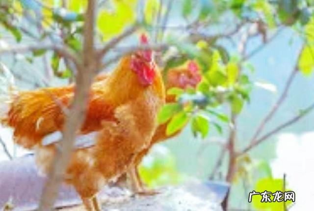 三黄鸡到底是土鸡还是肉鸡?为什么市场上卖的肉鸡也叫三黄鸡?
