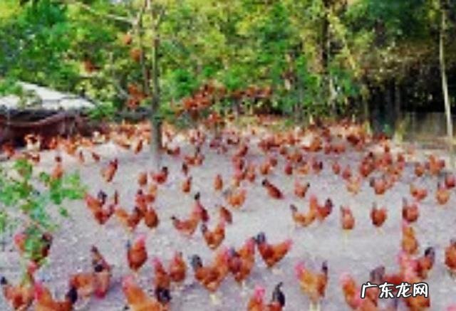 三黄鸡到底是土鸡还是肉鸡?为什么市场上卖的肉鸡也叫三黄鸡?