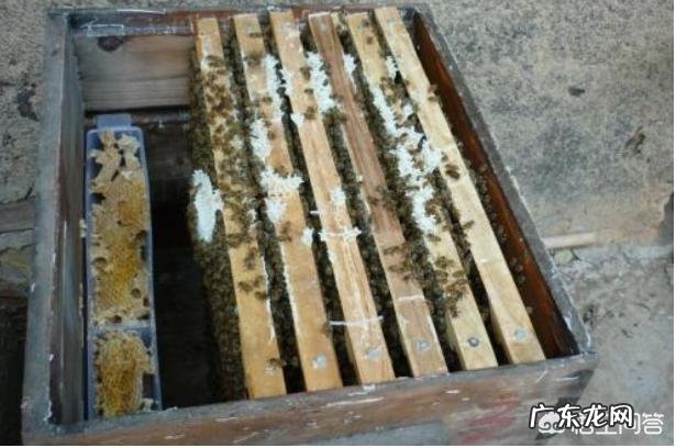 养蜜蜂的时候,喂白糖产的蜂蜜就是假的吗?