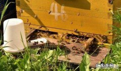 养蜜蜂的时候，喂白糖产的蜂蜜就是假的吗？