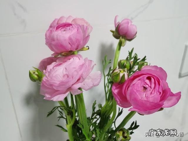 抖音韩国网红减肥舞怎么拍 合拍教程图文分享