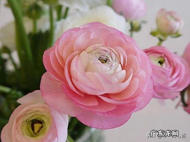 抖音韩国网红减肥舞怎么拍 合拍教程图文分享