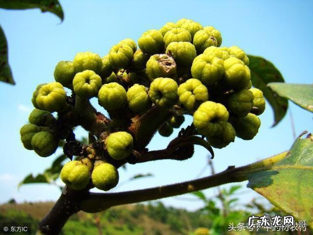 现在有什么草药适合怀化地区的土壤生长?