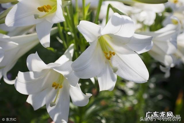 现在有什么草药适合怀化地区的土壤生长?