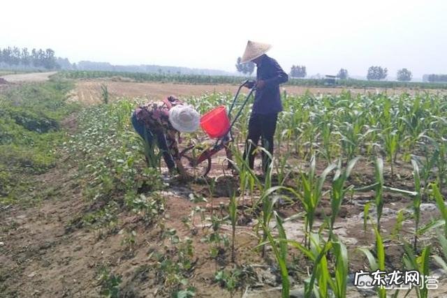 玉米最佳追肥时间是在什么时候?追肥时有哪些注意事项?