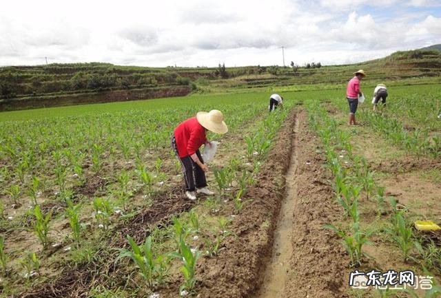 玉米最佳追肥时间是在什么时候?追肥时有哪些注意事项?