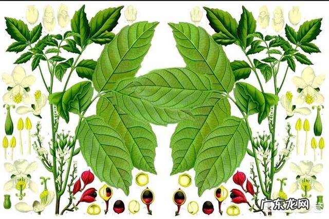 在你的家乡美食中,哪一样是让你最解馋的? 推荐一下你家乡的美食