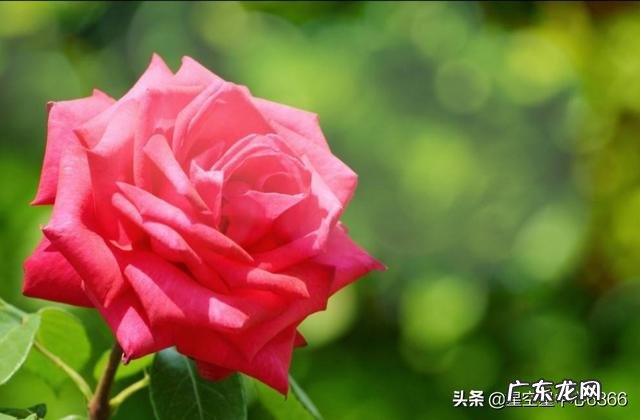 中药的性味归经是怎样确定下来的，依据在哪里？