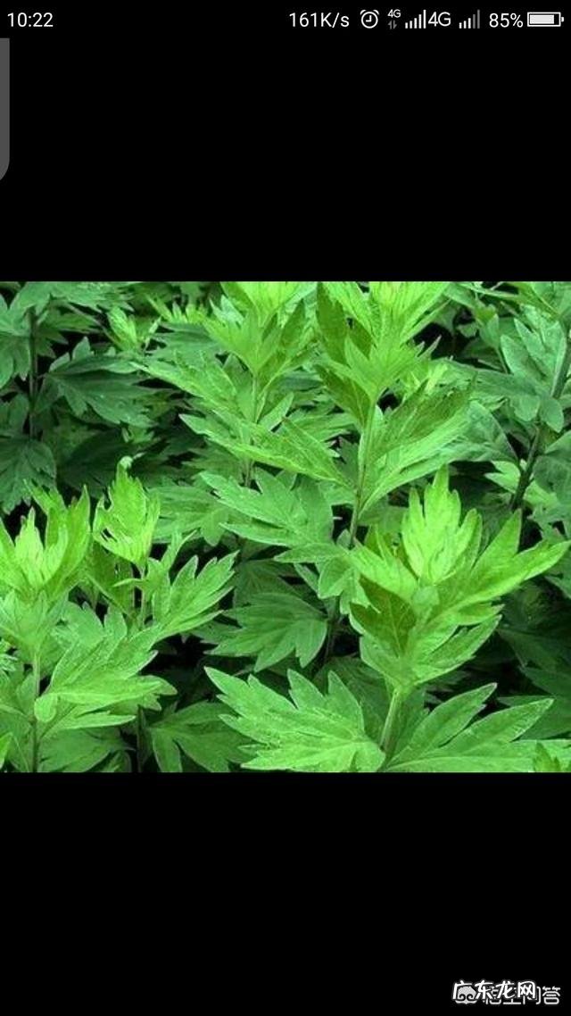 哺乳期间想去做艾灸,刮痧zhi疗,对身体会不会有害处?