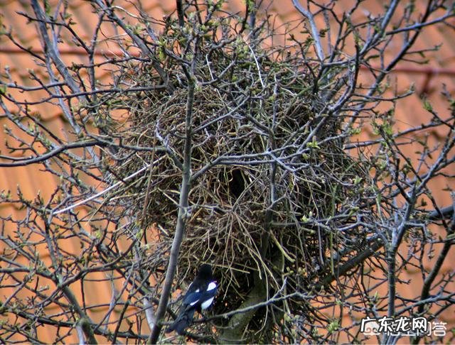 为什么中国老百姓基本上不吃燕子和喜鹊?